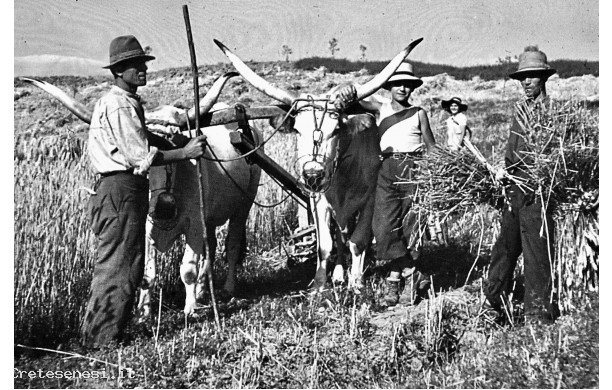 1941 - Mietitura manuale con il falcino