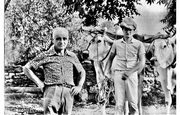 1980 - Il Chiodini con le sue Chianine