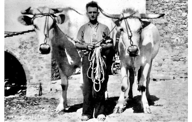 1947 - Il Viti con le bestie da lavoro