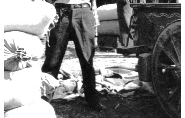 1953 - Tribbiatura a Scacciacucculi - il carro dei buoi