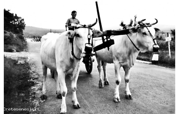 1960 - Un ragazzo alla guida del carro dei buoi