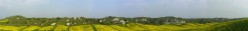 I sodi a primavera incorniciati dal verde e gialli