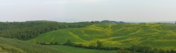 Verde collona venata di giallo