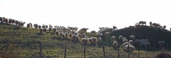 Pecore al pascolo al pecorile