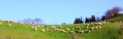 Un gregge di pecore vicino a Vescona