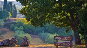 Agritourism - Podere ALBERESE - Az. agraria e agriturismo