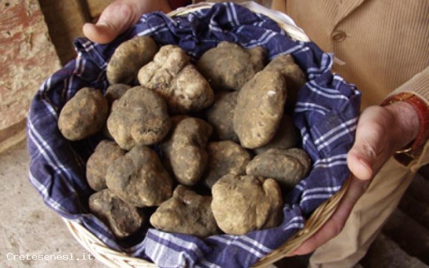 Cooperativa Il TARTUFO delle CRETE SENESI